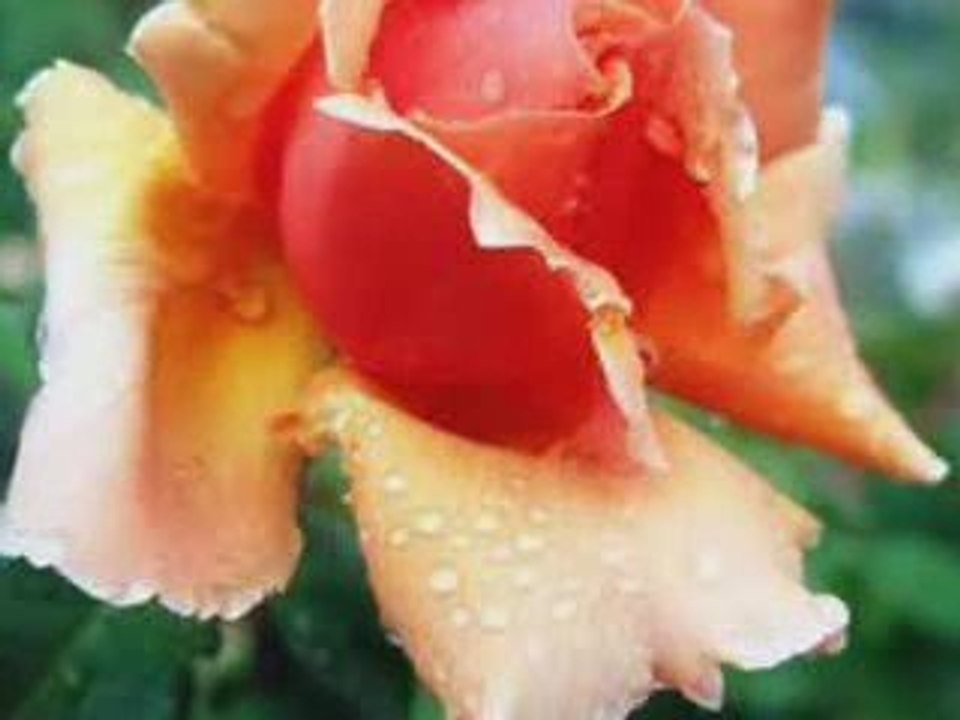 Love Rain - Chris Spheeris