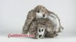 Easter Gifts - Plush Easter Bunnies