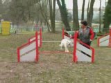 Début agility Draco et ALaure