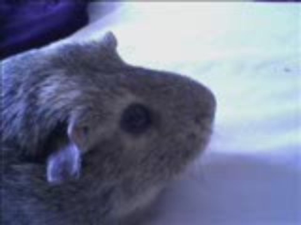 Lola_0001