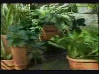 Agricultura Urbana en Cuba: resultados