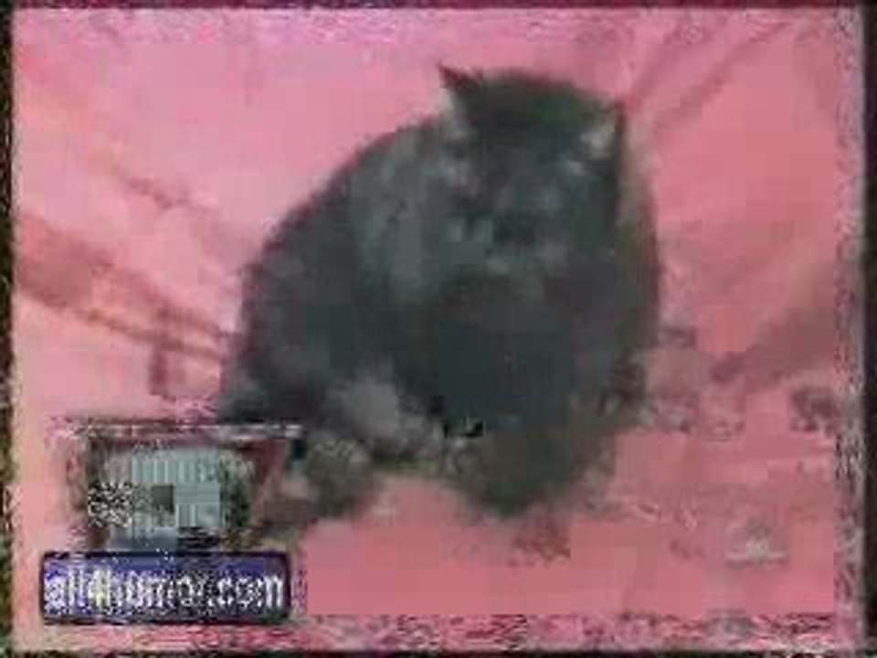 Compile: chat qui parle