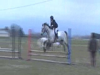 Poney deutsches reitpony