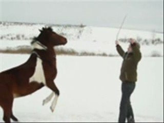 Natural horsemanship