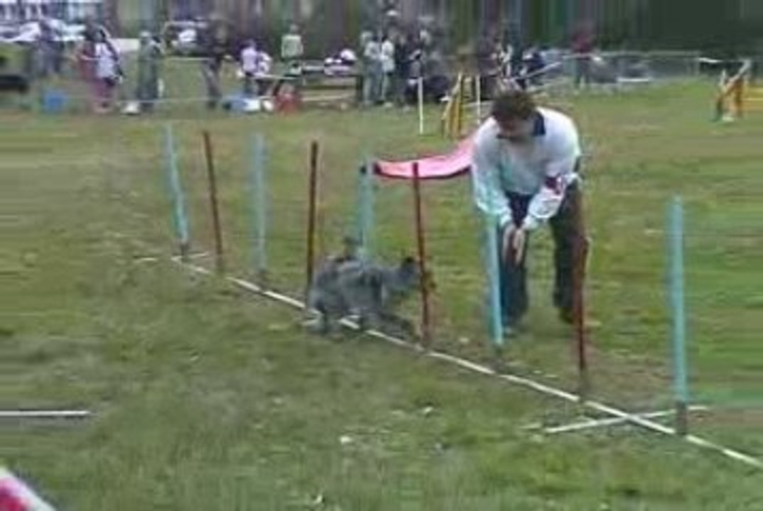 Blueberry Jumping Agility Cote St André 14/03/2009