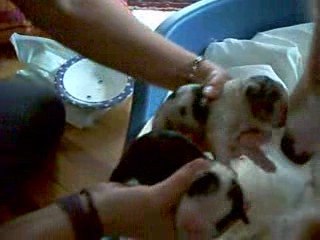 Berger Australien, Eyko