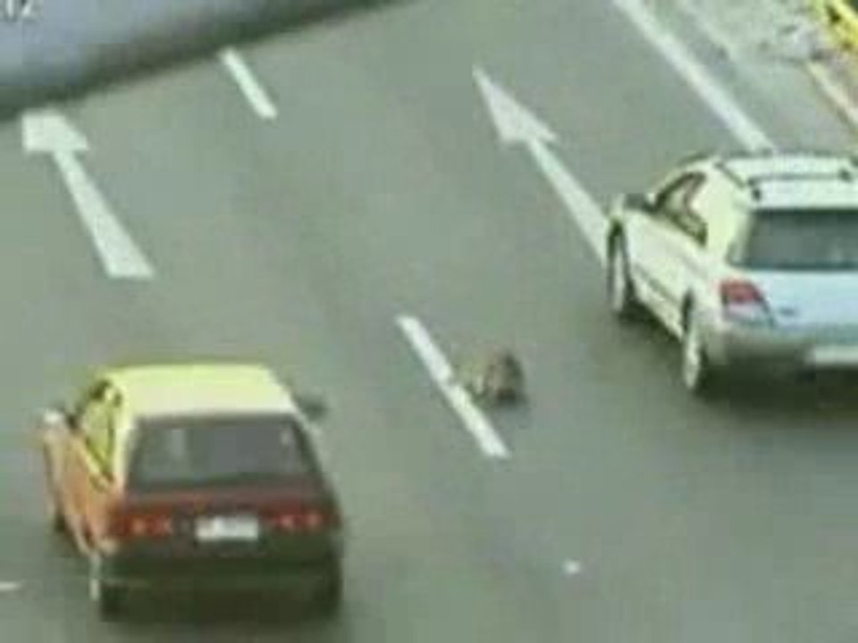 Un chien en sauve un autre
