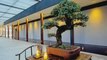 How To Start Bonsai, Grow Your Own Bonsai Trees