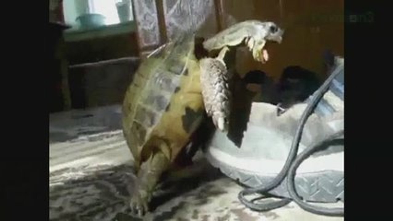 Leprechauns, Guinness, and Prager on our St. Patrick's da...