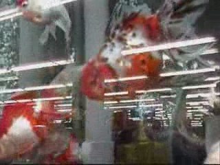 ペットショップで見た金魚