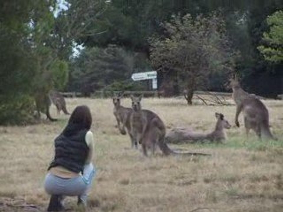 laetie et les kangourous