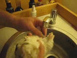 Soignier un lapereau avec du caca au cucul