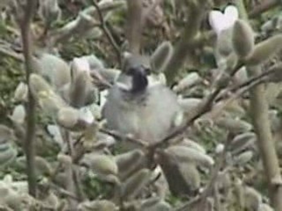 Moineau domestique