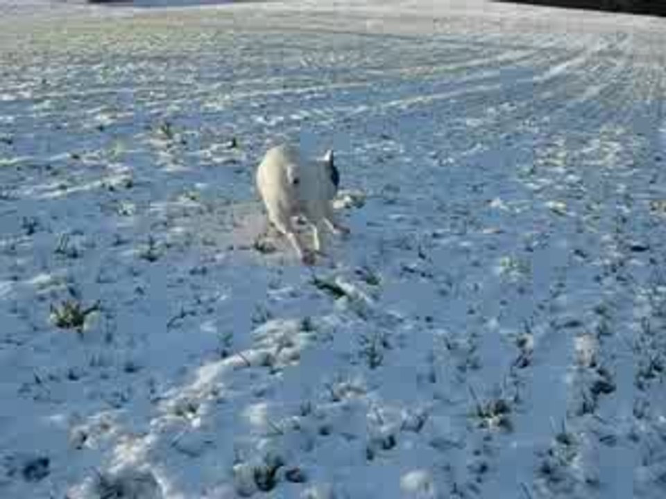 Fernand aime la neige