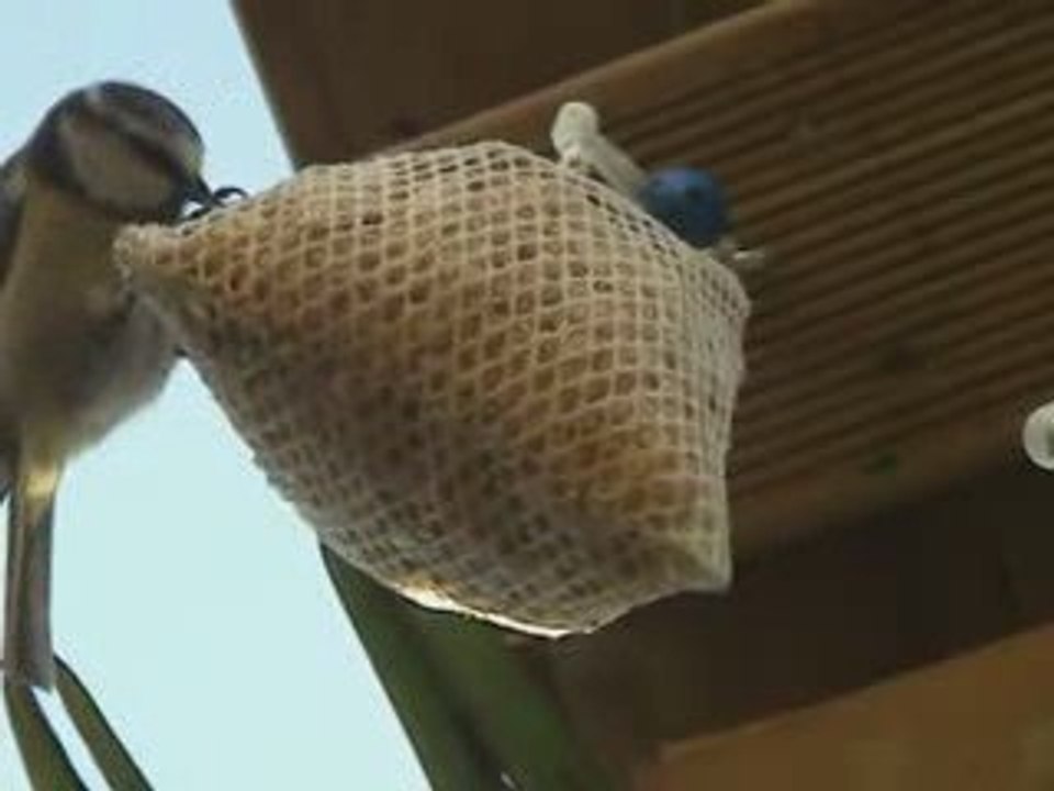 mésange bleue