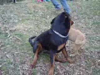 Barbeuk 14 MARS Dixie et Ditta