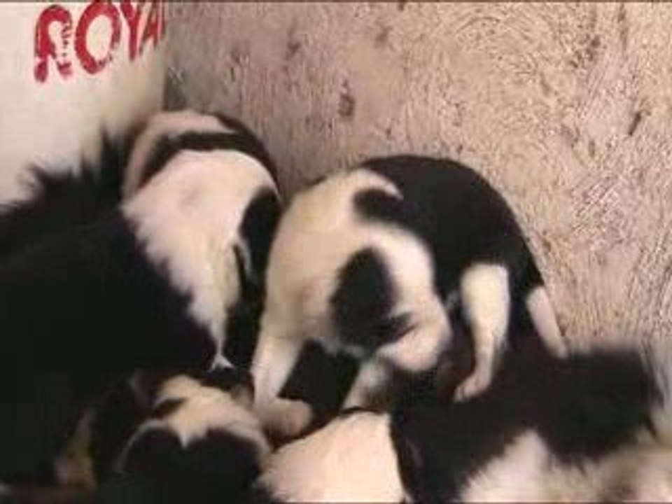 Chiots