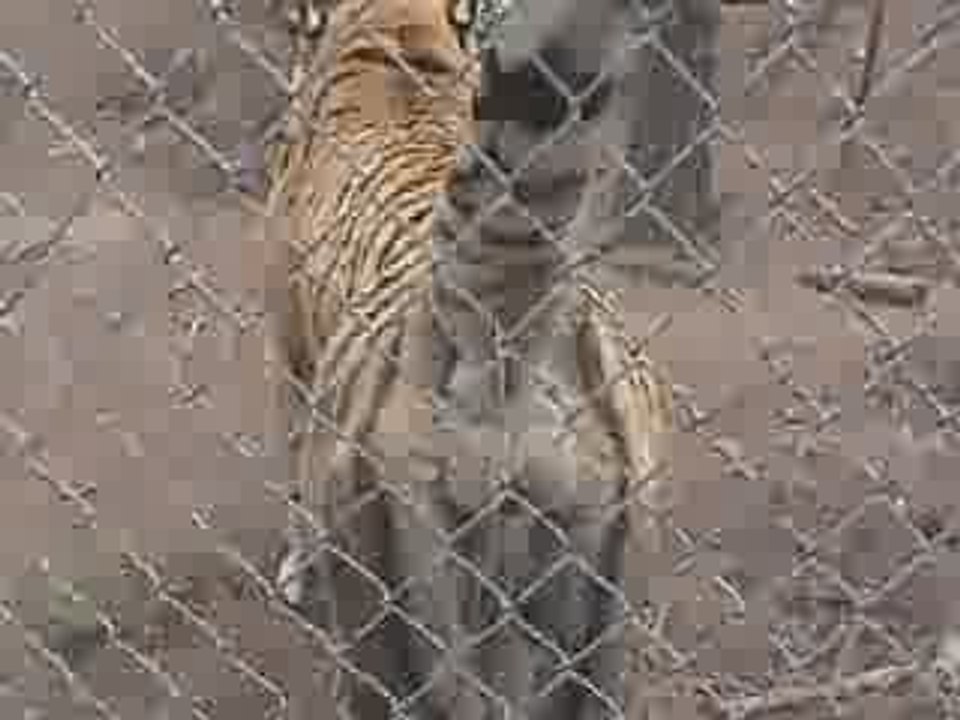 Be Careful !! When The Tiger Butt Infront Of You.