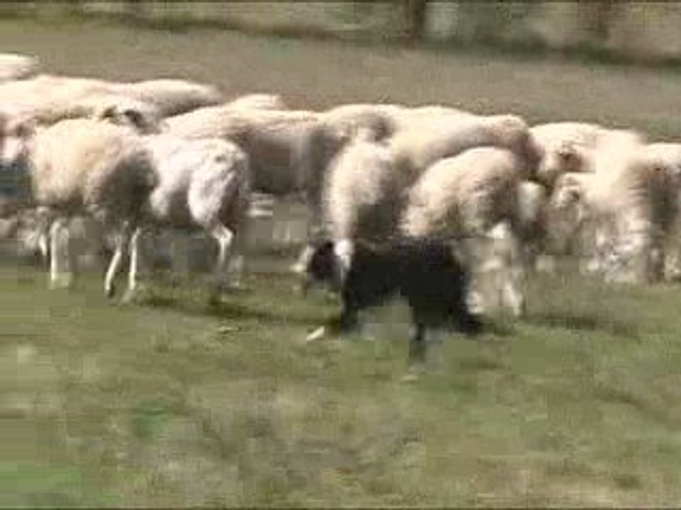 Loca moutons