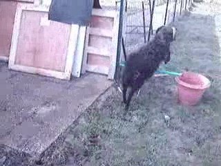 séance de saut avec mes moutons