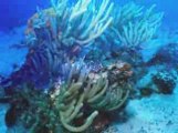 Roatan Liveaboard–Scuba Diving, Roatan, Honduras