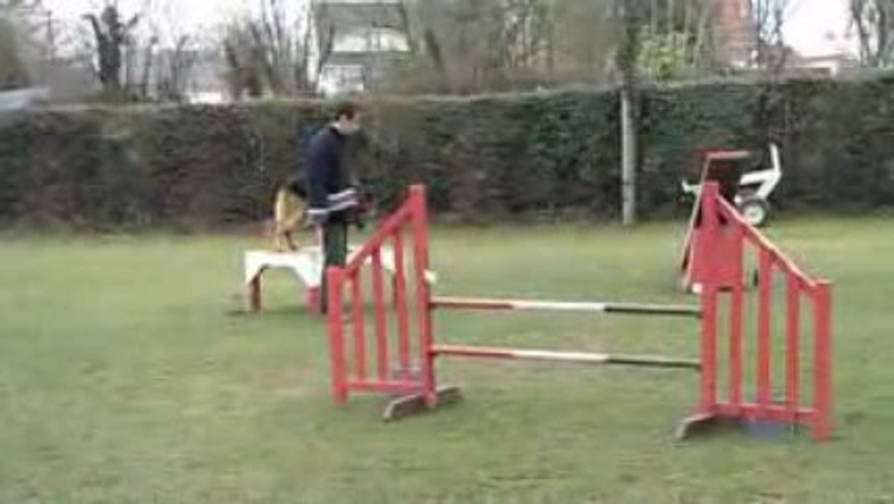 Entraînement agility César 28-02-09.