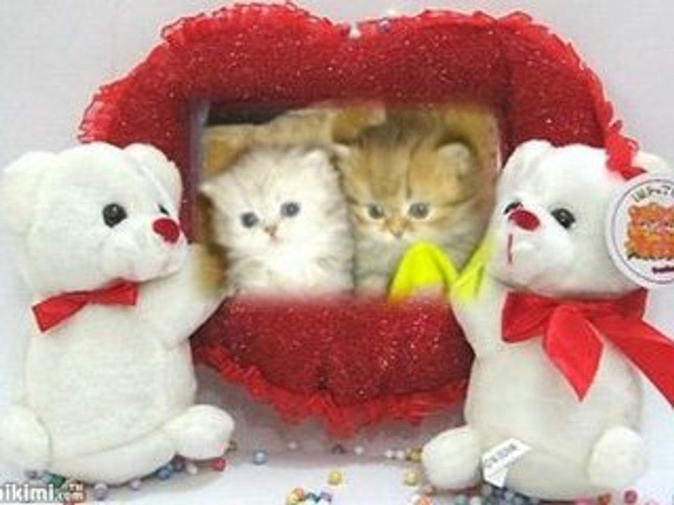 chaton persan chinchilla