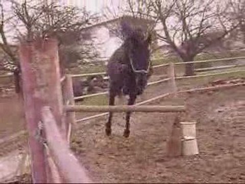 Miracle saut rond de longe