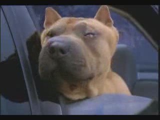 Audi S4 V8 И Куче Шар - Пей