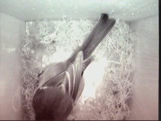 Debut Construction du Nid