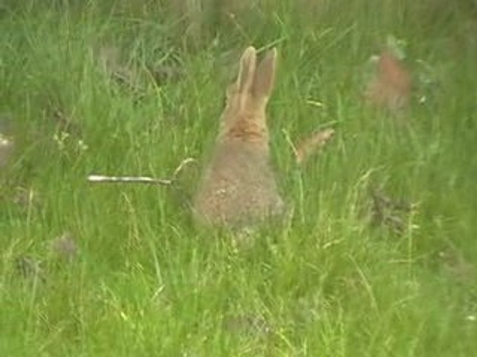 Petit lapin