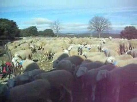 Urkan berger de Beauce Sortie de Bergerie