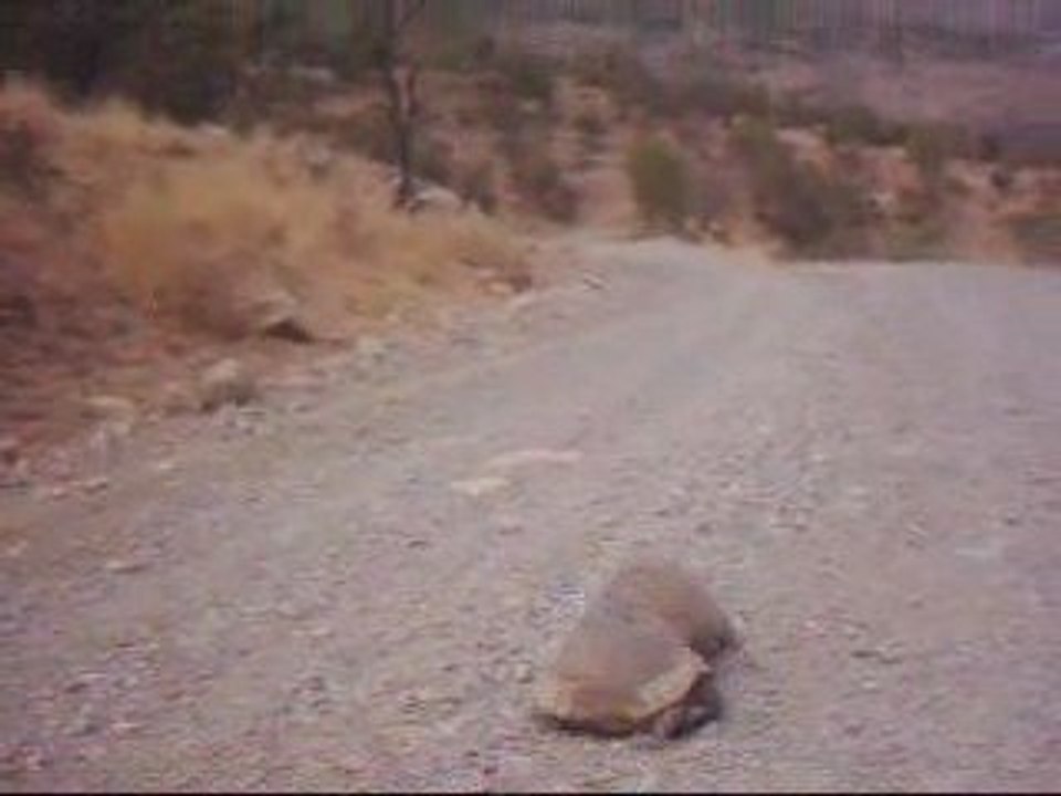 tortues extrêmes