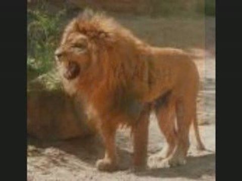 archach taba3mrant imghran chleuh inrzaf iznzarn tamghra 1 2