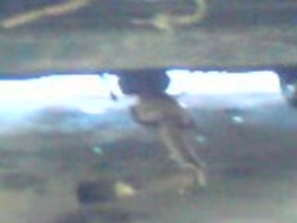 MOV00006