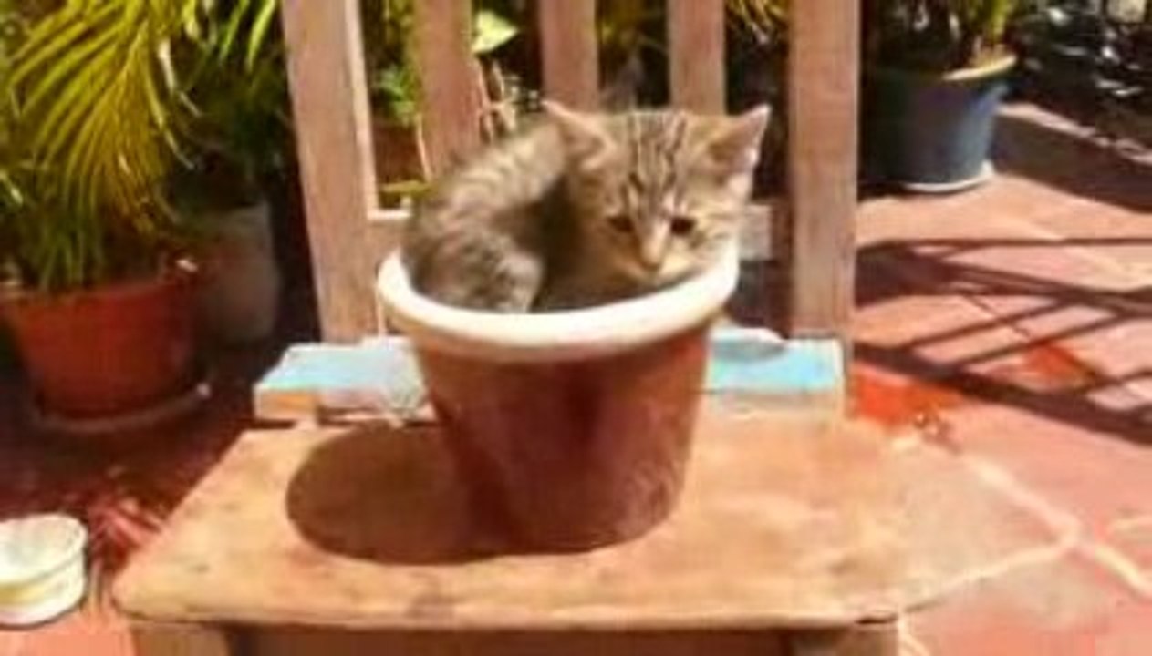 Hiro in flowerpot