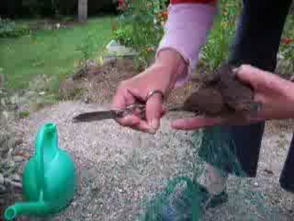 Vidéo  pris au piege  2008