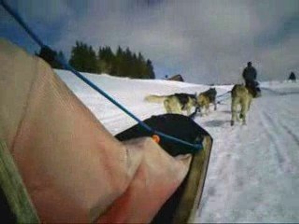 BALLADE AVEC LES CHIENS DE TRAINEAU