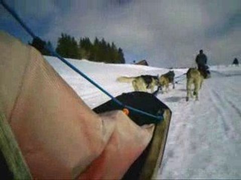 BALLADE AVEC LES CHIENS DE TRAINEAU
