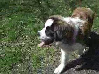 djumbé profite du soleil