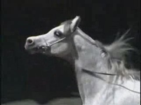 Classes du championnat Midi Pyrénées du Pur Sang Arabe (2/2)