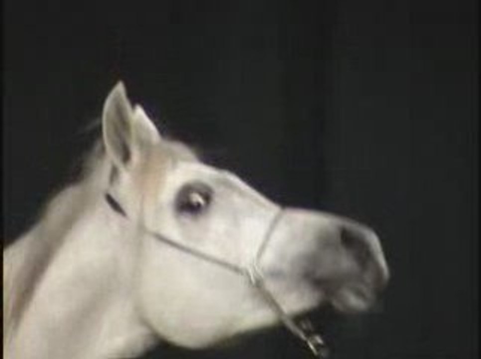 Classes du championnat Midi Pyrénées du Pur Sang Arabe (1/2)