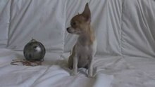 Gloria