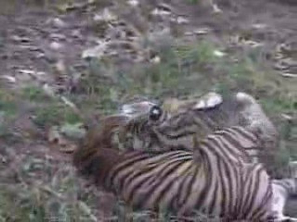 Tigre de sumatra