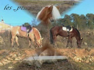 chevaux du club