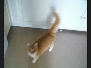 Azraël, mardi 17 mars 2009