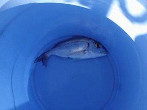 Mordoğan Kaynarpınar' da balık avı 15-03-2009