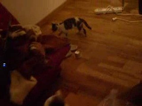 un chat qui fais son show terrible !!!!!!!!!!!!!!!!