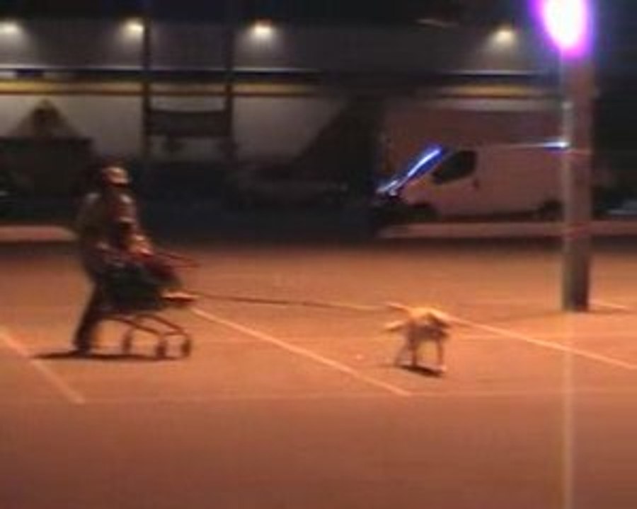 Cani-cadi