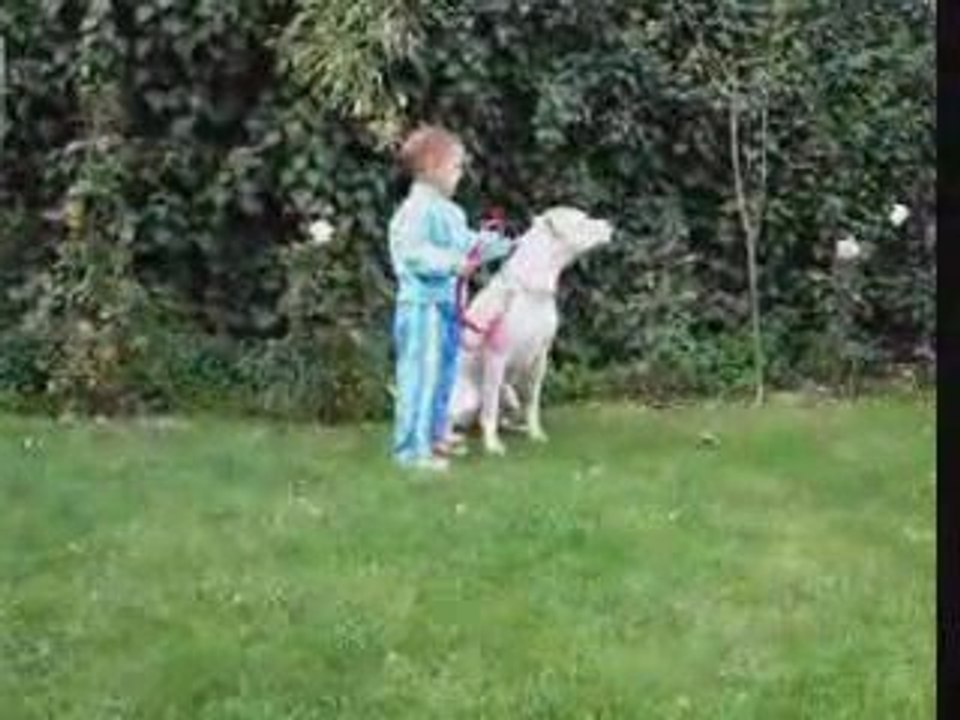 Köpek Eğitimi Sevimli - 3